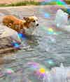 a dog in a pool of water